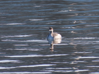 Podiceps nigricollis