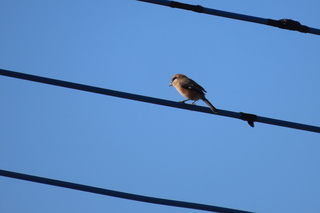 Lanius bucephalus