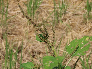 Amaranthus viridis