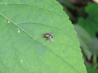 Lucilia illustris