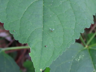 Amblypsilopus pilosus?