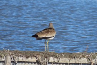 Vanellus cinereus