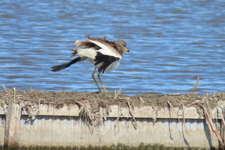 Vanellus cinereus