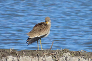 Vanellus cinereus