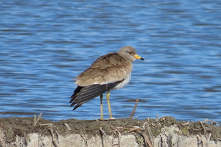 Vanellus cinereus