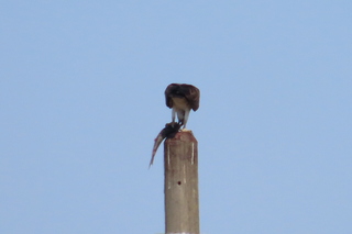 Pandion haliaetus