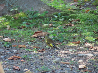 Chloris sinica