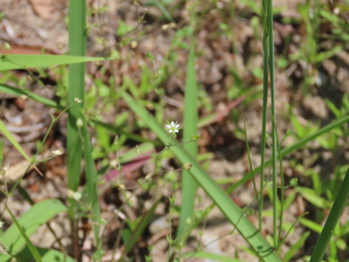 Arenaria serpyllifolia