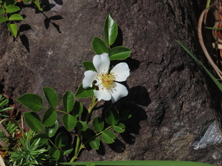 Rosa luciae