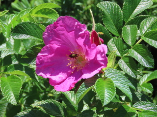 Rosa rugosa