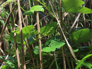 Ampelopsis brevipedunculata var. glabrifolia