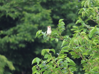 Acrocephalus orientalis