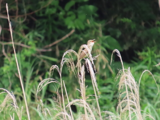 Acrocephalus orientalis