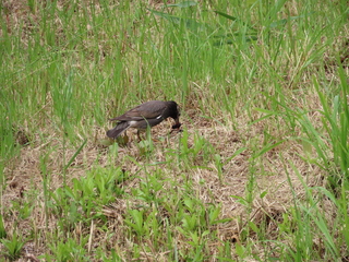 Spodiopsar cineraceus