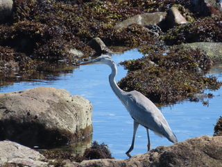 Ardea cinerea