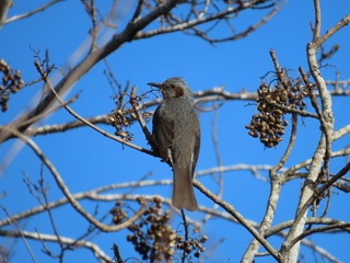 Hypsipetes amaurotis