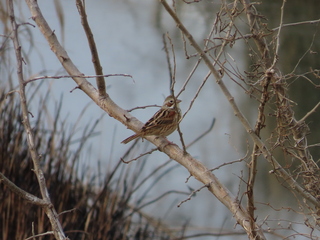 Emberiza fucata
