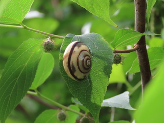 Broussonetia monoica