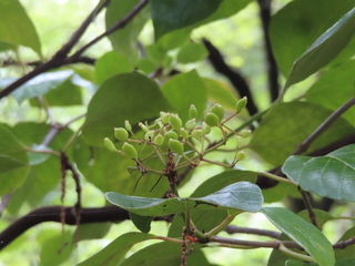 Viburnum japonicum
