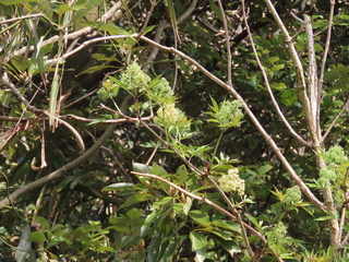 Sambucus sieboldiana