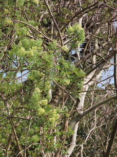 Sambucus sieboldiana