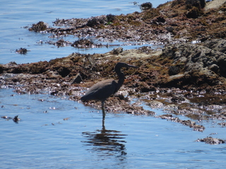 Egretta sacra