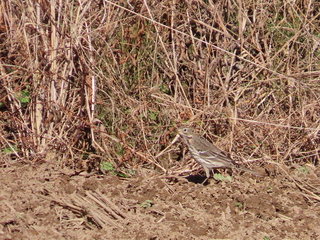 Anthus spinoletta