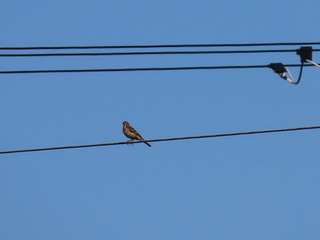 Anthus spinoletta