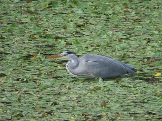 Ardea cinerea