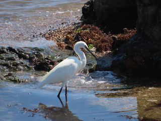 Egretta garzetta
