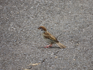 IMG_7149.JPG
