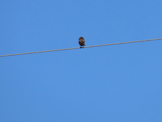 Lanius bucephalus