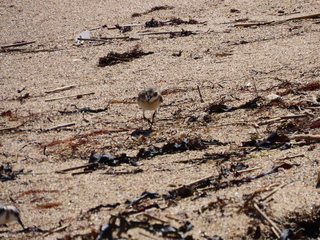 Charadrius mongolus