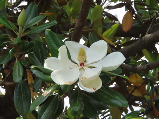 Magnolia grandiflora