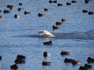 Cygnus columbianus