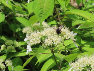 Hydrangea serrata var. serrata