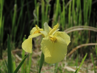 Iris pseudacorus