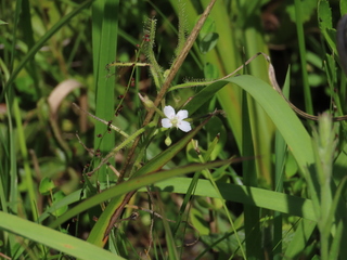 Drosera makinoi