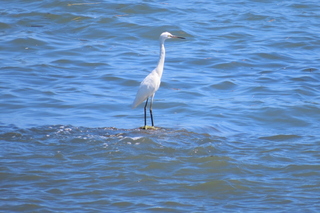 Egretta garzetta