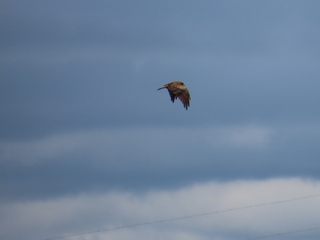 Milvus migrans