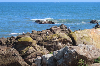 Larus crassirostris