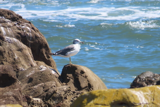 Larus crassirostris