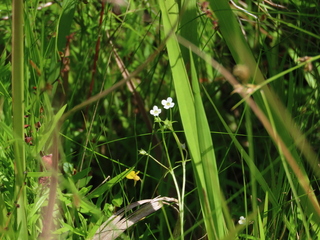 Mitrasacme indica