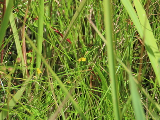 Utricularia bifida