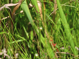 Rhynchospora faberi