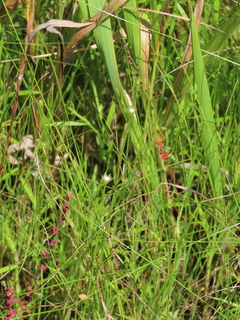 Rhynchospora faberi