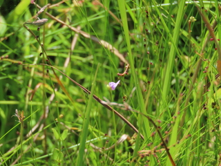 Utricularia caerulea