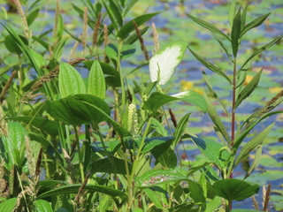 Saururus chinensis