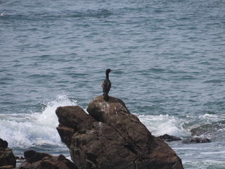 Phalacrocorax capillatus