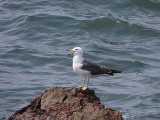 Larus crassirostris